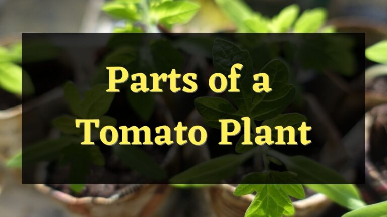 5 Main Parts of a Tomato Plant