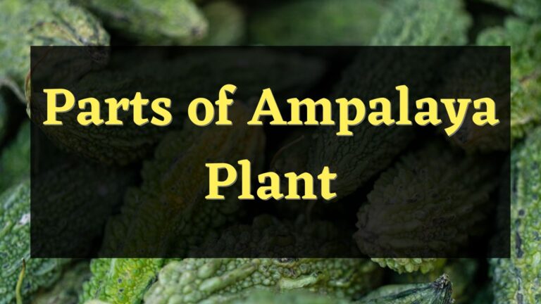 6 Various Parts of Ampalaya and its Functions