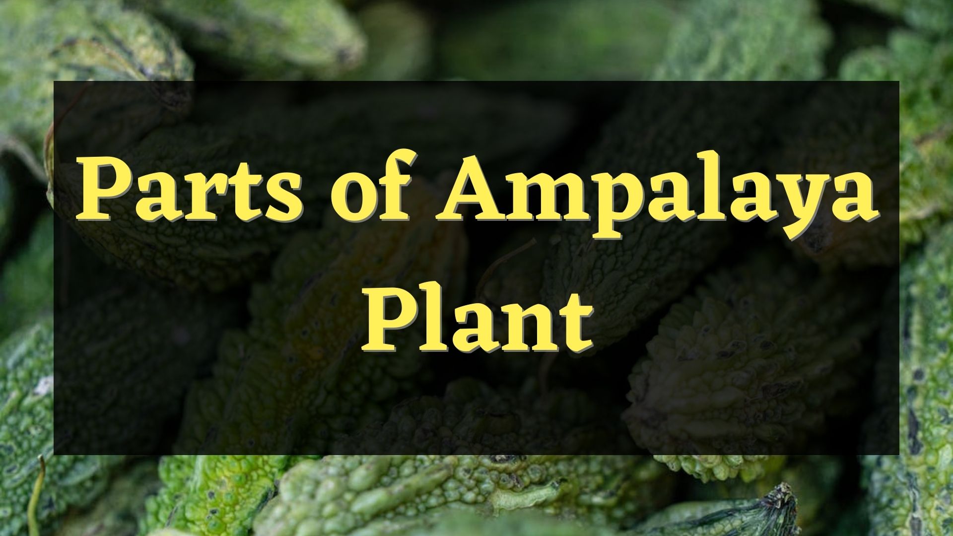 parts of ampalaya plant