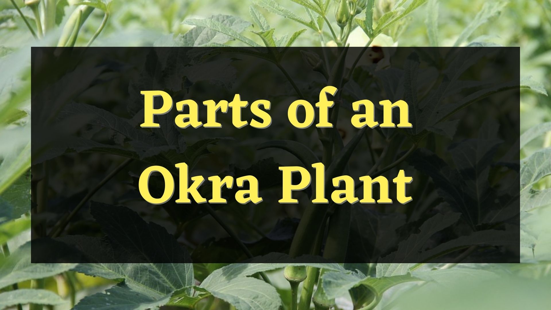 parts of an okra plant