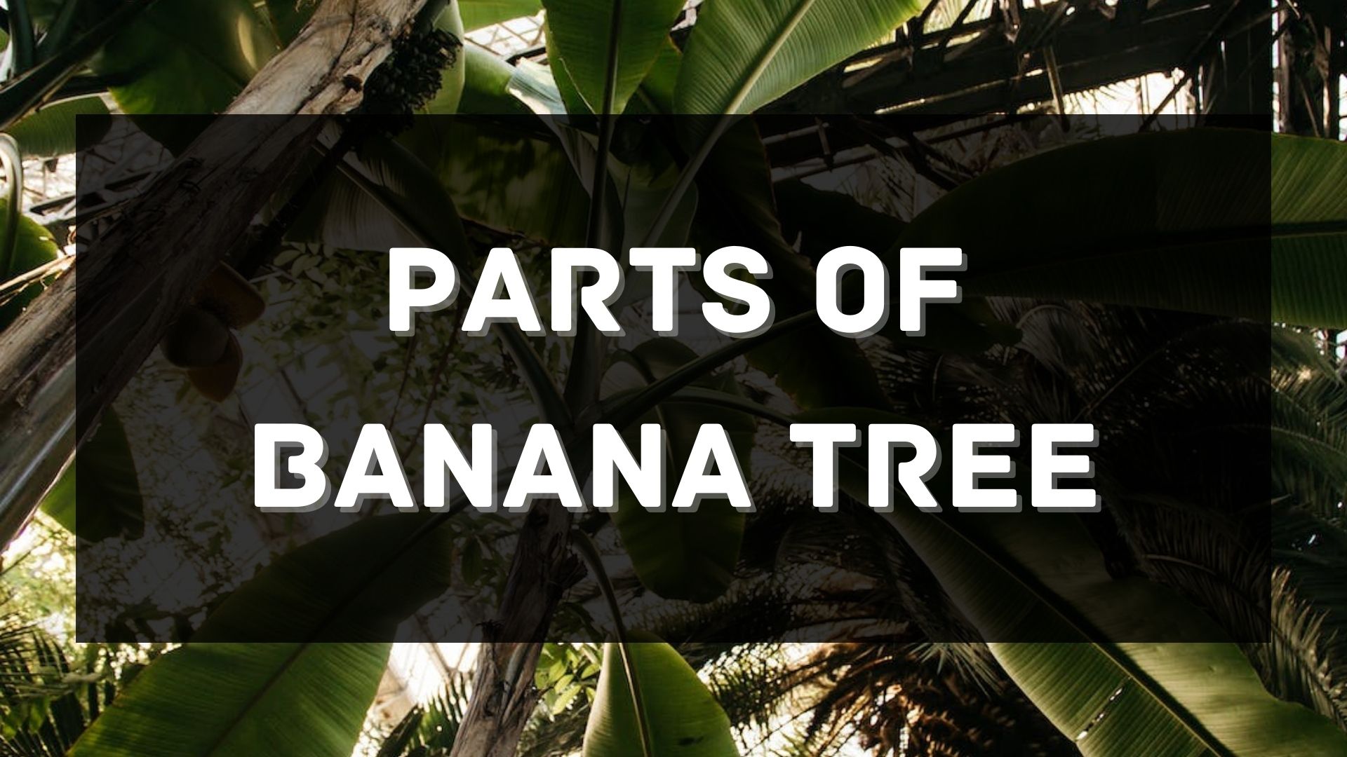 parts of banana tree