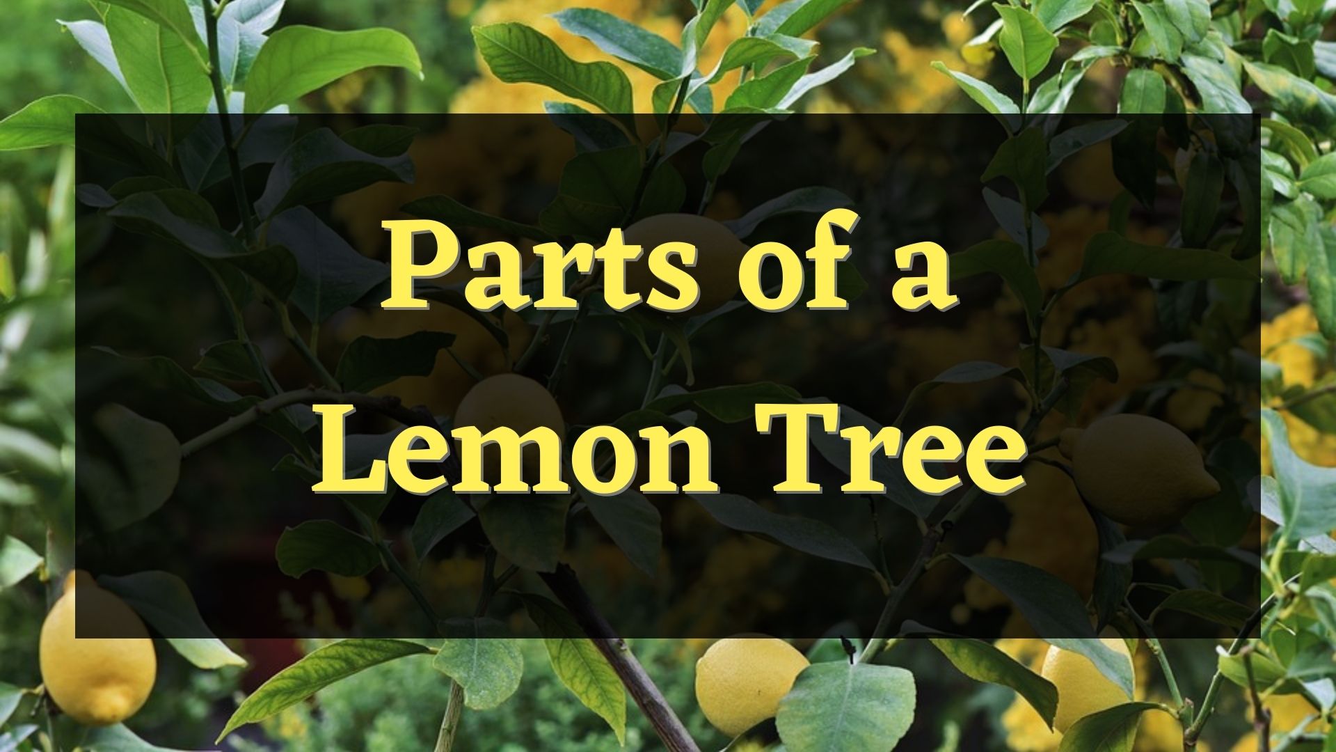 parts of lemon tree