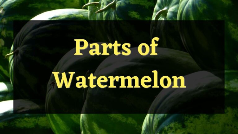 Parts of the Watermelon