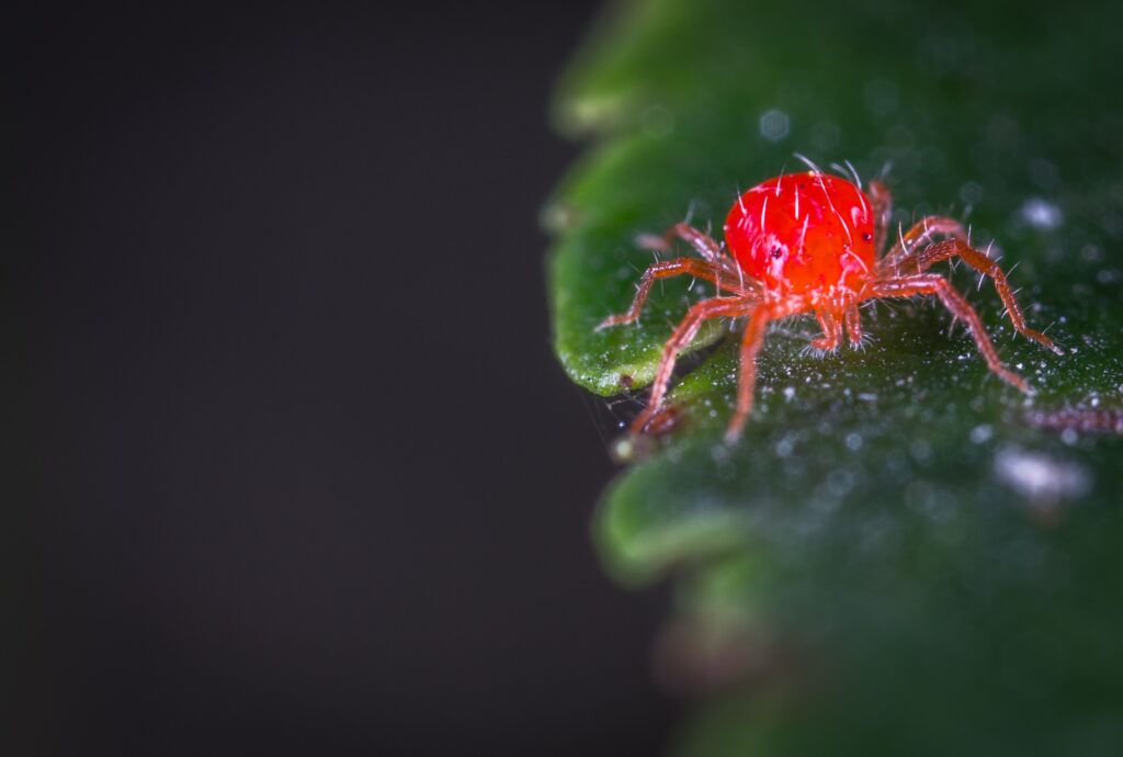 Red spider mites on plant