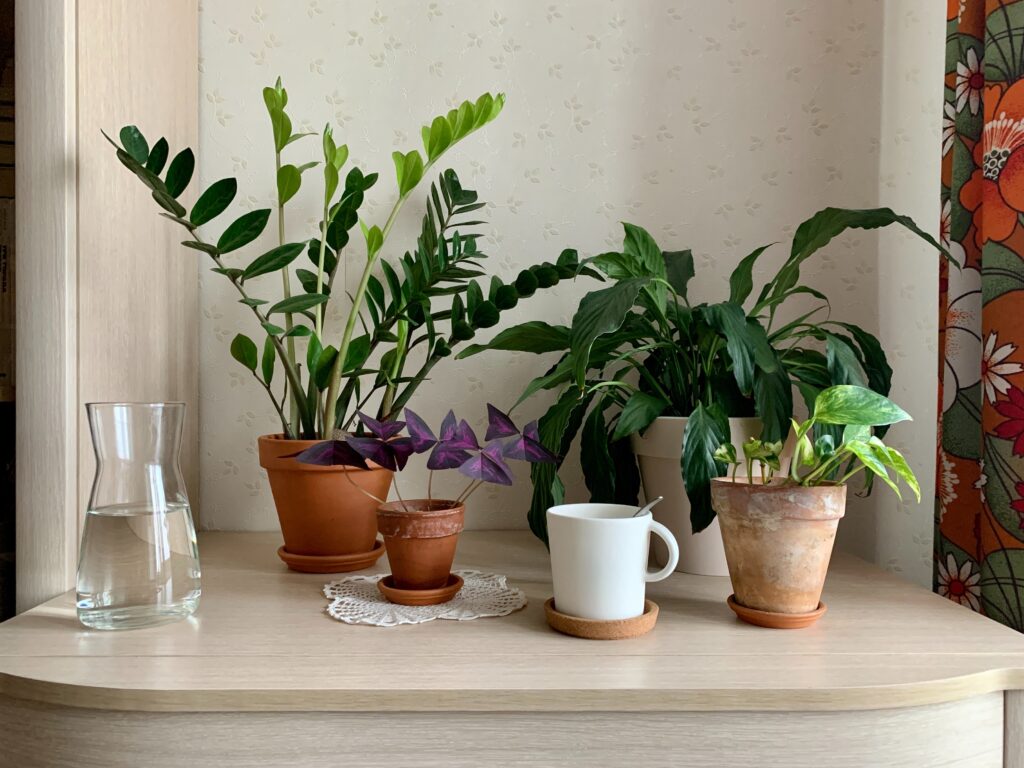 display of houseplant indoors 