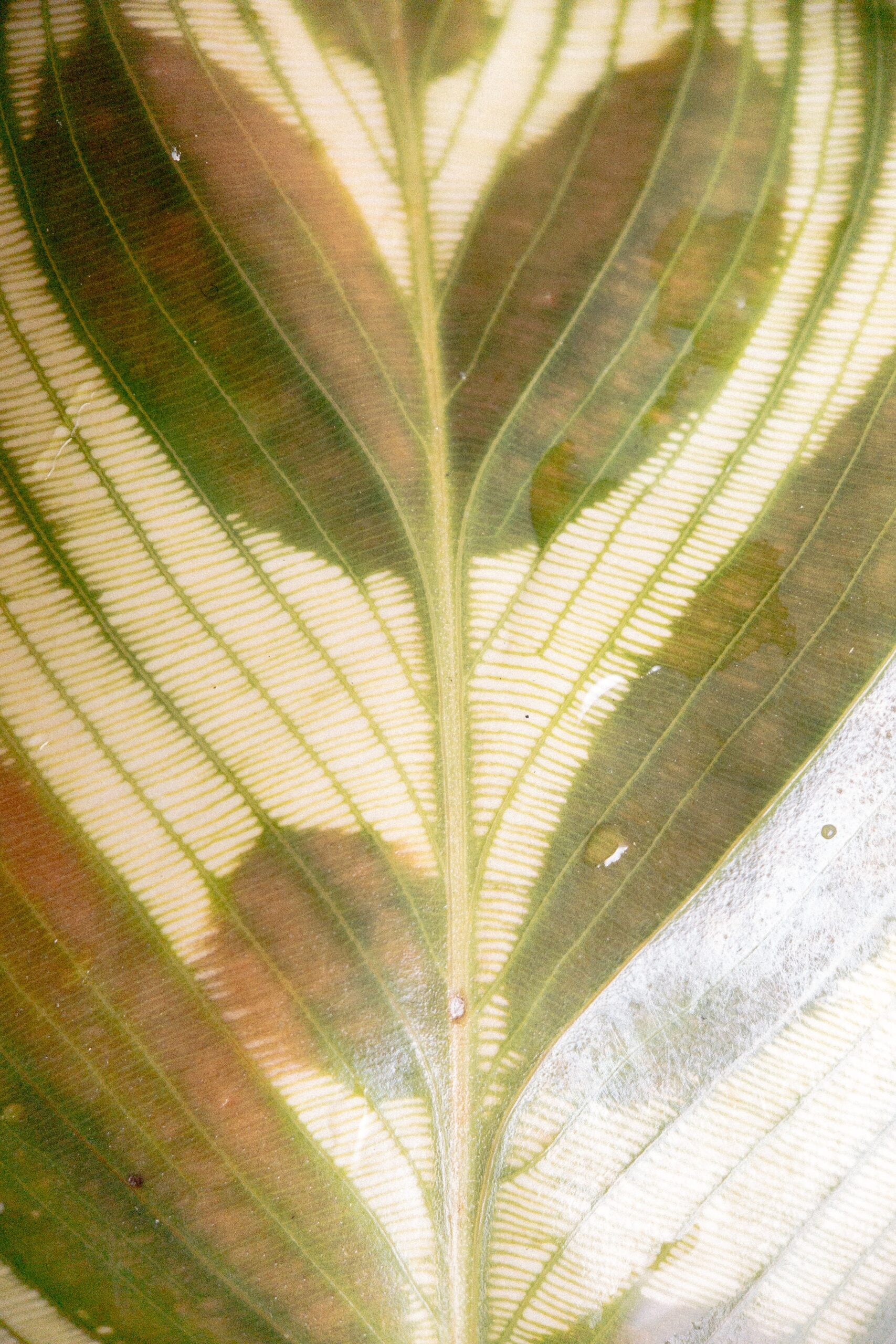 Why Do Calathea Leaves Turning Yellow? — PlantWorksNYC