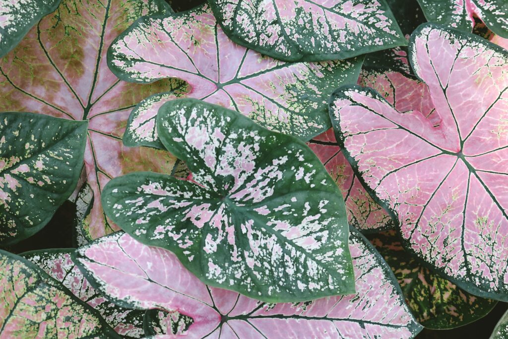 Why are Caladium leaves curling