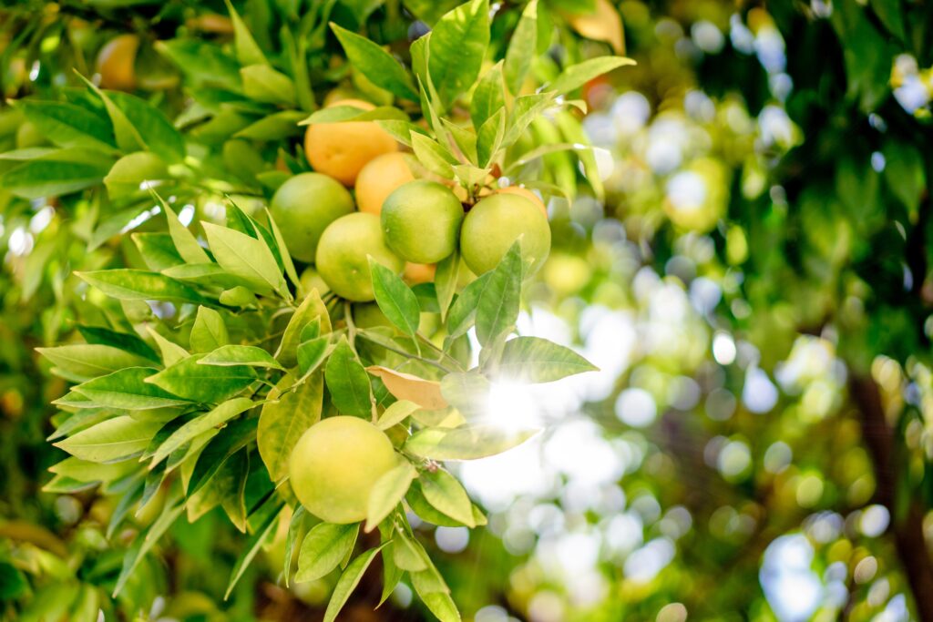 Meyer lemons on a tree