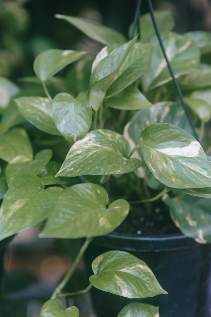 Hanging pot of Cebu blue plant