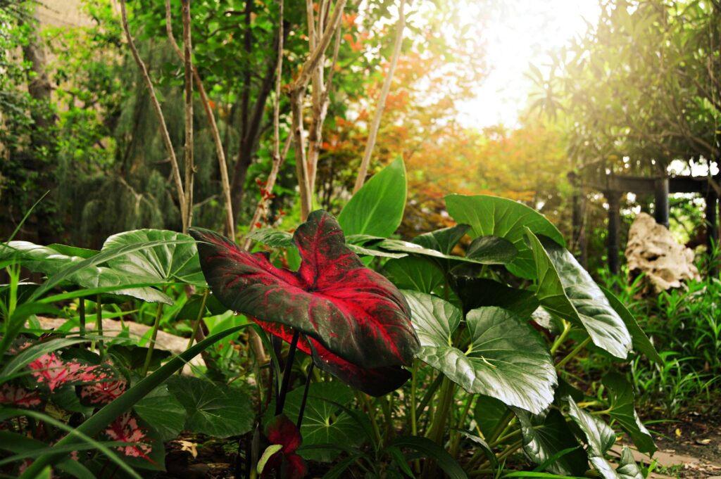 caladiums under the sun