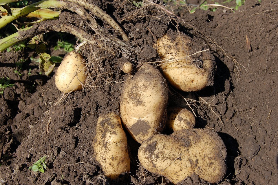 potato roots