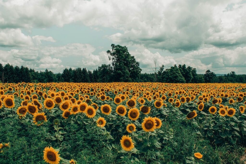 sunflower plants