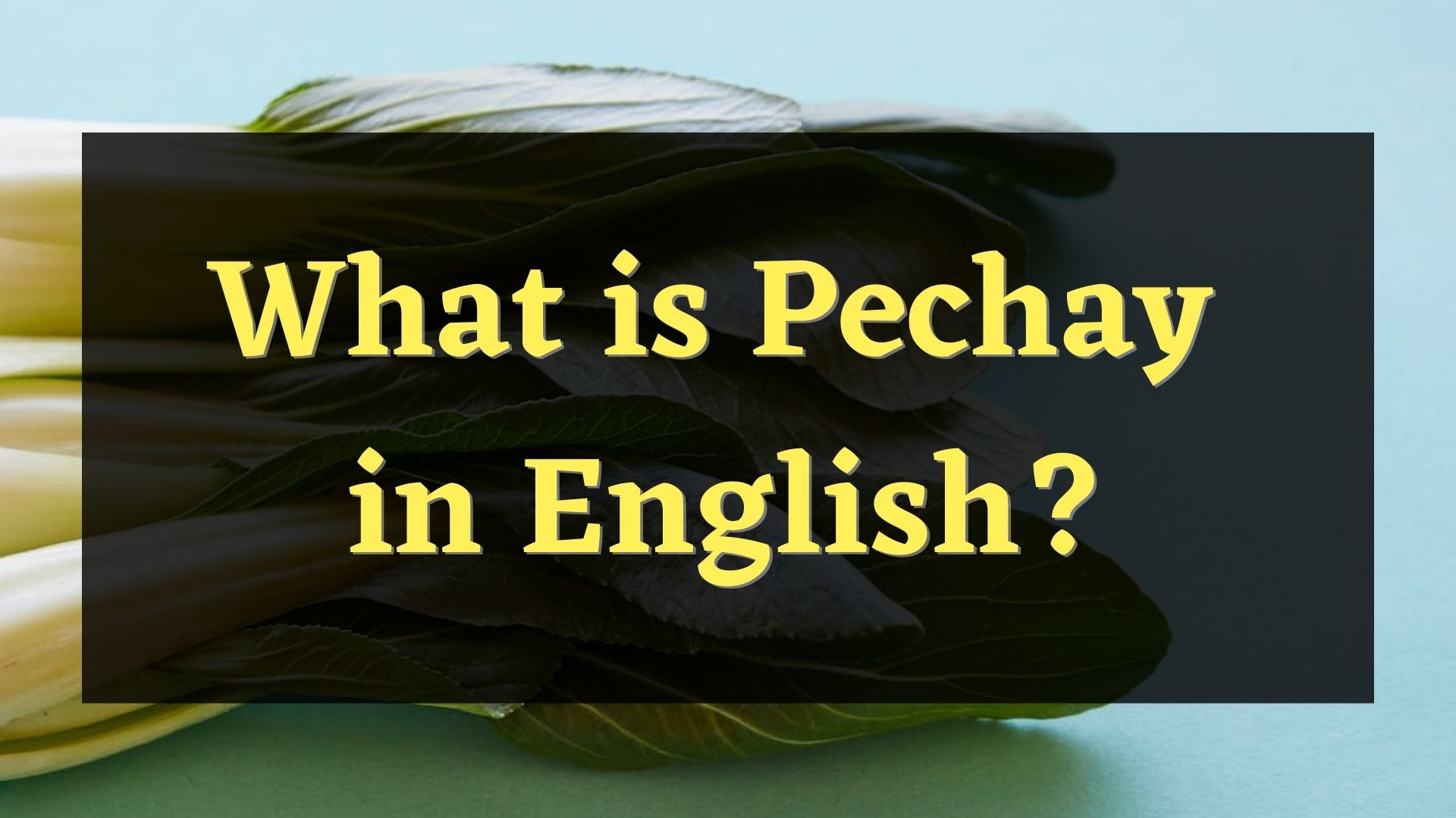 what is the english word for pechay