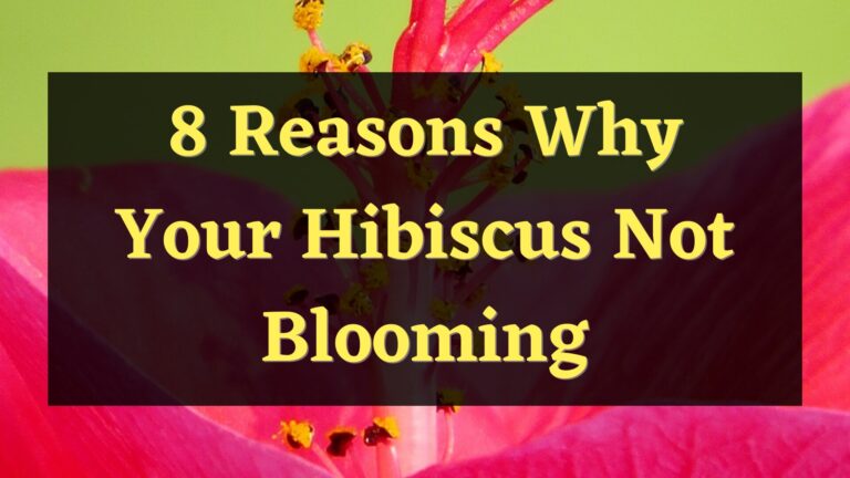 8 Reasons Why Is Your Hibiscus Not Blooming