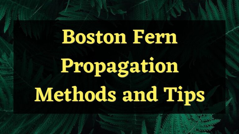 Boston Fern Propagation Methods and Tips