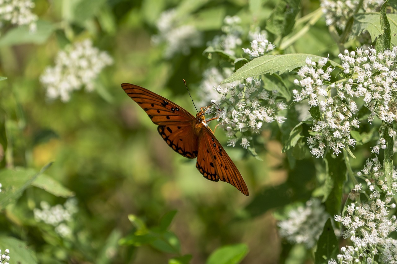 2 Ways How to Propagate Baby's Breath — PlantWorksNYC