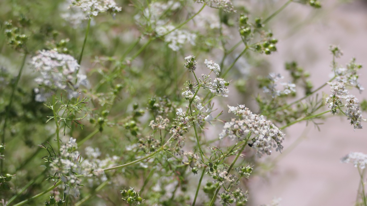 2 Ways How to Propagate Baby's Breath — PlantWorksNYC