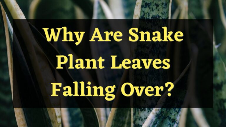 Snake Plant Leaves Falling Over? – Here’s Why