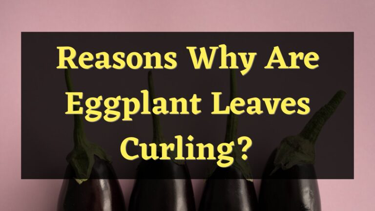 Reasons Why Are Eggplant Leaves Curling