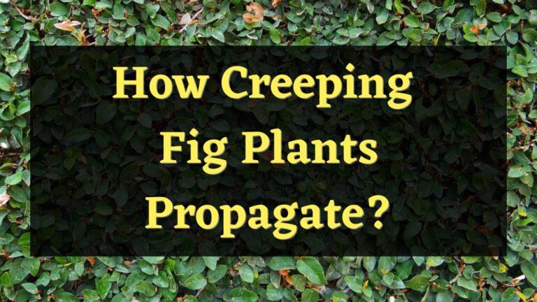 How to Propagate Creeping Fig Plants? – Here’s How