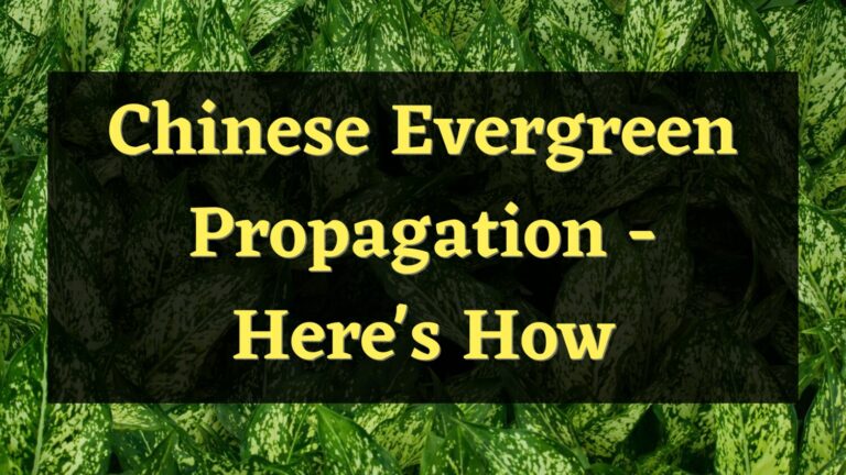 Chinese Evergreen Propagation – Here’s How