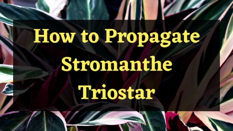 How to Propagate Stromanthe Triostar?