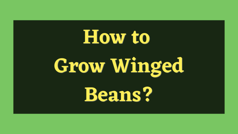 How to Grow Winged Beans? – Here’s what to do