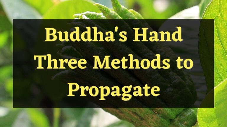 Buddha’s Hand – Three Methods to Propagate