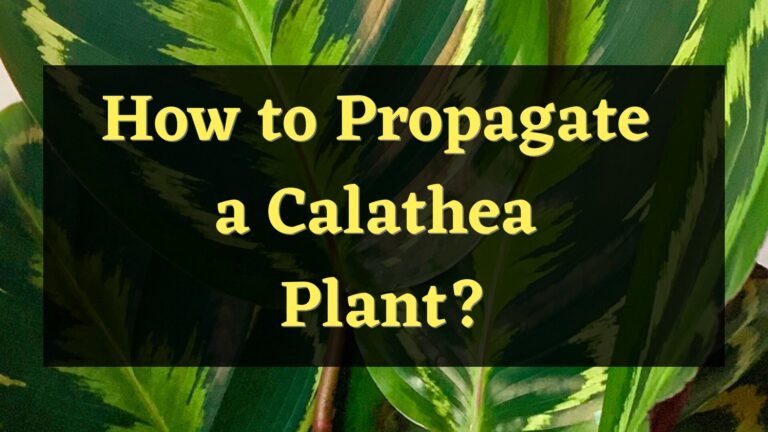 How to propagate a Calathea Plant? – Here’s How