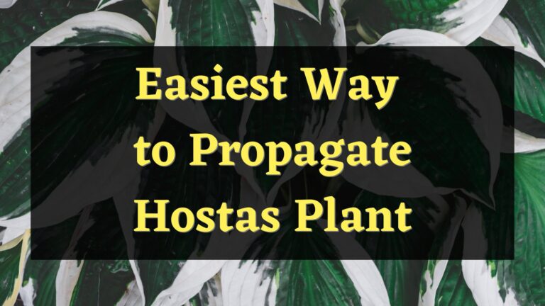 Easiest Way to Propagate a Hostas Plant