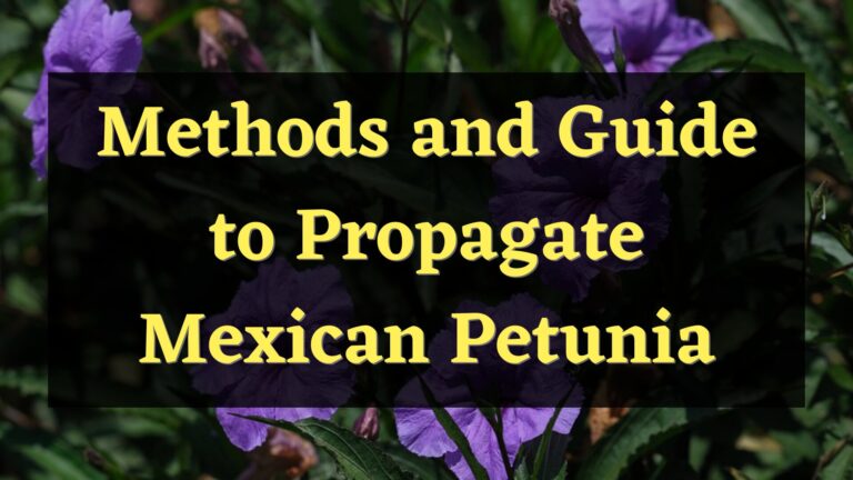 Methods and Guide to Propagate Mexican Petunia