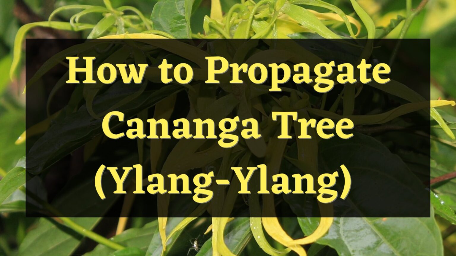 How to Propagate Cananga Tree (YlangYlang) — PlantWorksNYC
