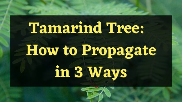 Tamarind Tree: How to Propagate in 3 Ways