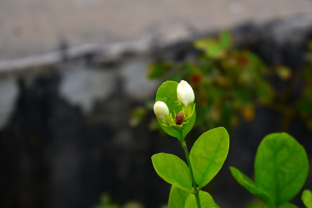 flower bud of Jasminum Sambac plant