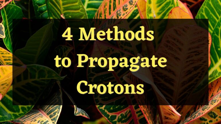 4 Methods to Propagate Croton Plants