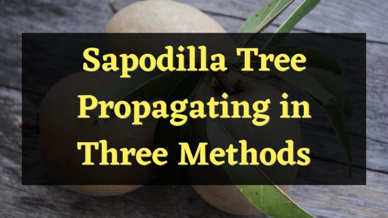 3 Methods to Propagate a Sapodilla Tree