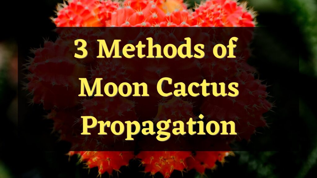 3 Methods of Moon Cactus Propagation — PlantWorksNYC