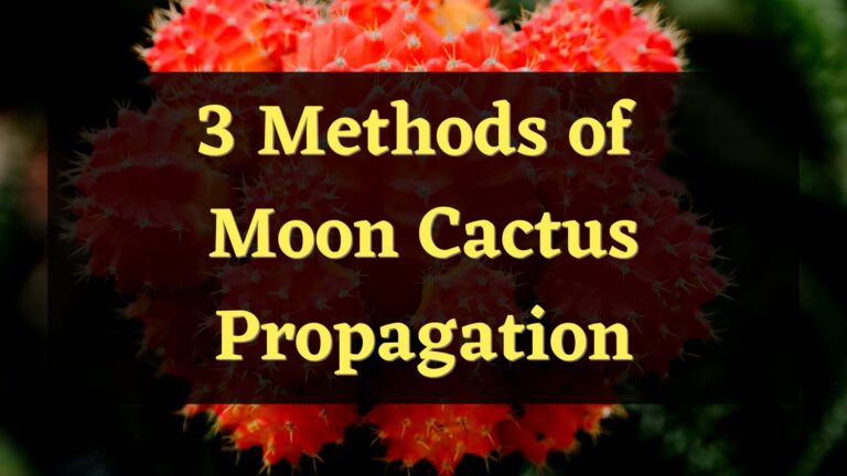 3 Methods of Moon Cactus Propagation