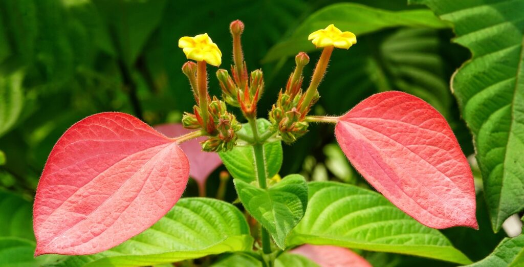 Flower of Mussaenda plant