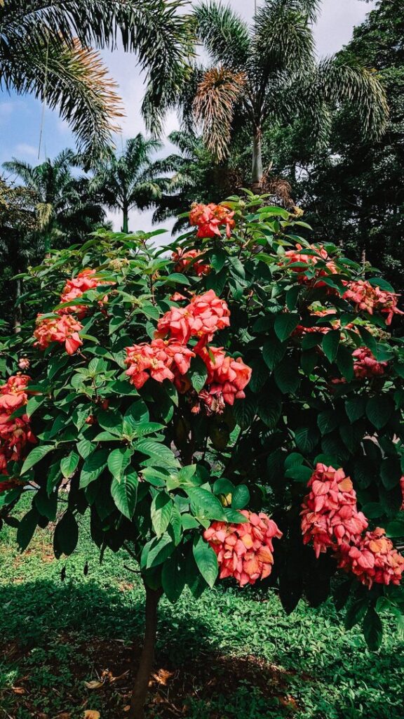 SImple and practical way of Mussaenda plant propagation