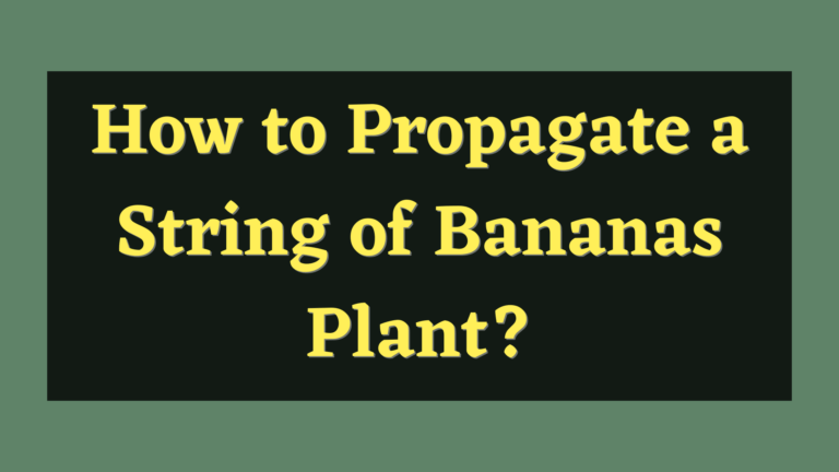 How to Propagate a String of Bananas in 3 Ways?