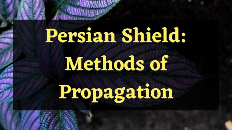 How to Propagate Persian Shield Plant – Here’s How