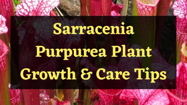 How to Propagate and Care for Sarracenia Purpurea Plant