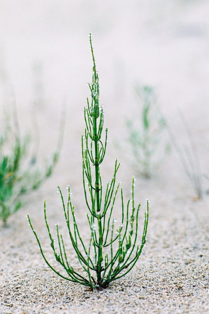 Horsetail plant propagation using soil