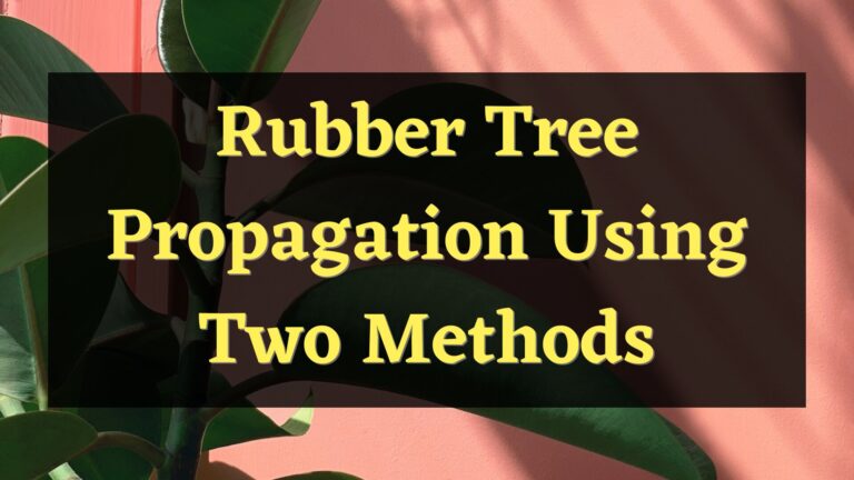 2 Methods to Propagate a Rubber Tree
