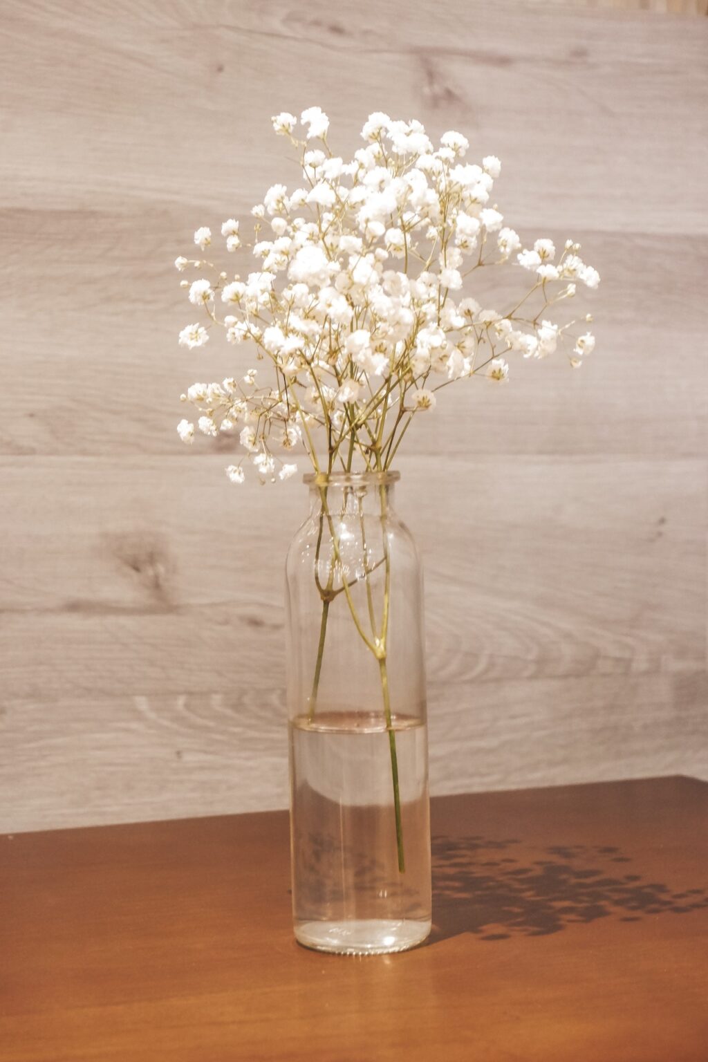 2 Ways How to Propagate Baby's Breath — PlantWorksNYC