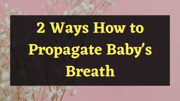2 Ways How to Propagate Baby’s Breath