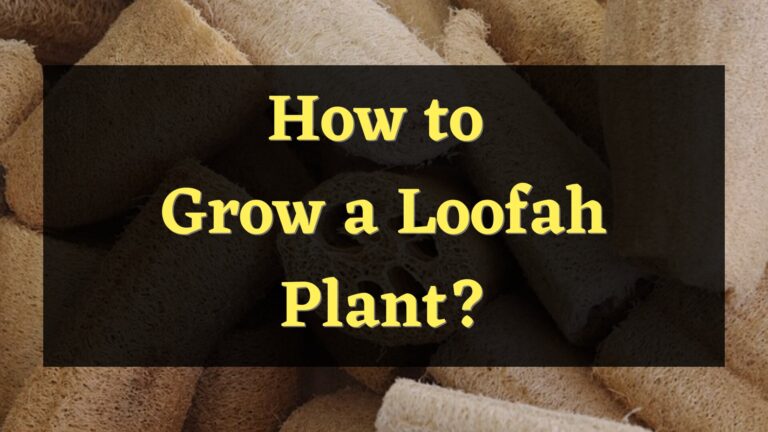 How to Grow Loofah Plant?