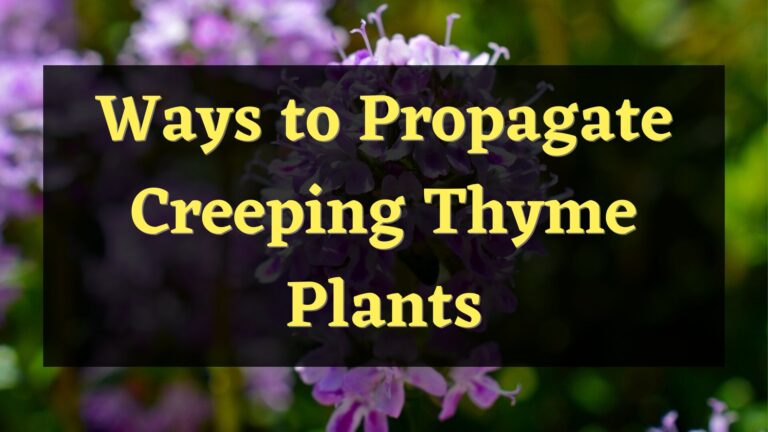 All About Propagating Creeping Thyme Plants