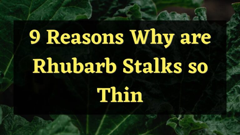 9 Reasons Why Rhubarb Stalks so Thin